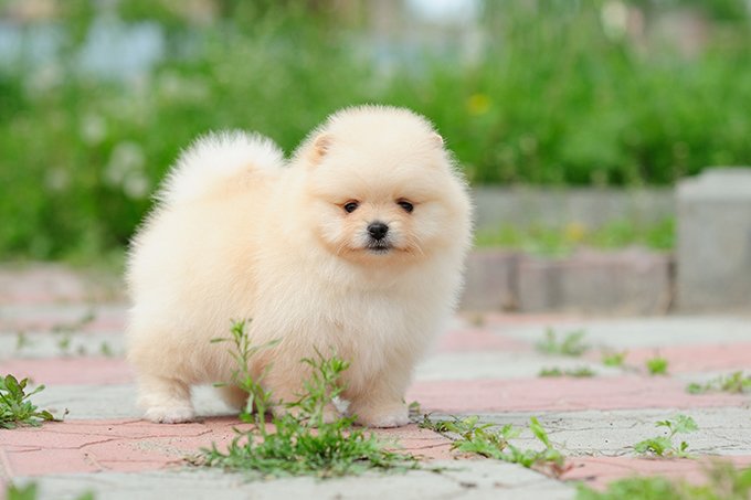 photo of a cute puppy.